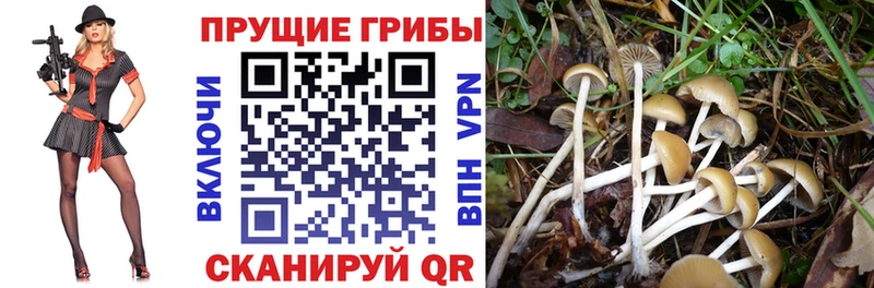 KRAKEN зеркало Кочубеевское Галлюциногенные грибы мухоморы